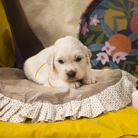 золотистый ретривер, щенок золотистого ретривера, ретривер, щенок, голден, щенок голдена