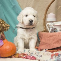 золотистый ретривер, щенок золотистого ретривера, ретривер, щенок, голден, щенок голдена