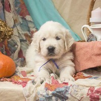 золотистый ретривер, щенок золотистого ретривера, ретривер, щенок, голден, щенок голдена