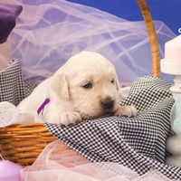 золотистый ретривер, щенок золотистого ретривера, ретривер, щенок, голден, щенок голдена