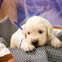 золотистый ретривер, щенок золотистого ретривера, ретривер, щенок, голден, щенок голдена