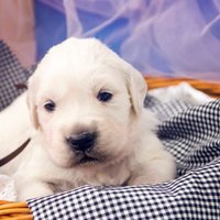 золотистый ретривер, щенок золотистого ретривера, ретривер, щенок, голден, щенок голдена