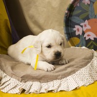 золотистый ретривер, щенок золотистого ретривера, ретривер, щенок, голден, щенок голдена