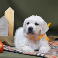 золотистый ретривер, щенок золотистого ретривера, ретривер, щенок, голден, щенок голдена