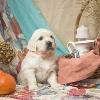 золотистый ретривер, щенок золотистого ретривера, ретривер, щенок, голден, щенок голдена