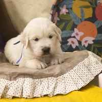 золотистый ретривер, щенок золотистого ретривера, ретривер, щенок, голден, щенок голдена