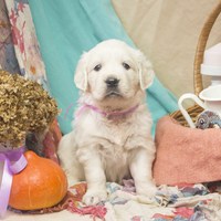 золотистый ретривер, щенок золотистого ретривера, ретривер, щенок, голден, щенок голдена