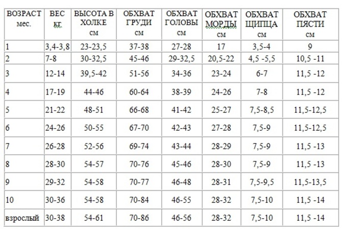 вес золотистого ретривера в 6 месяцев